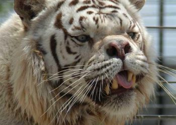 Top 10 Animals with Down Syndrome